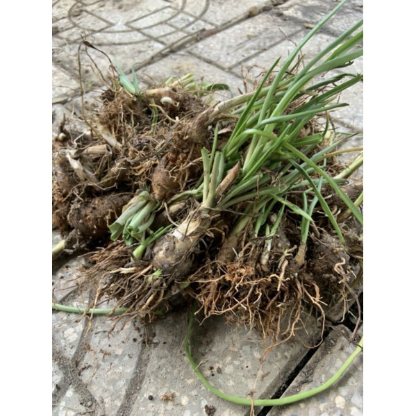 Củ cây huệ trắng hoa kép - huệ hương 1kg