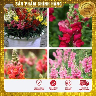 Hạt giống hoa Mõm Sói Mix nhiều mầu hoa mom soi mix