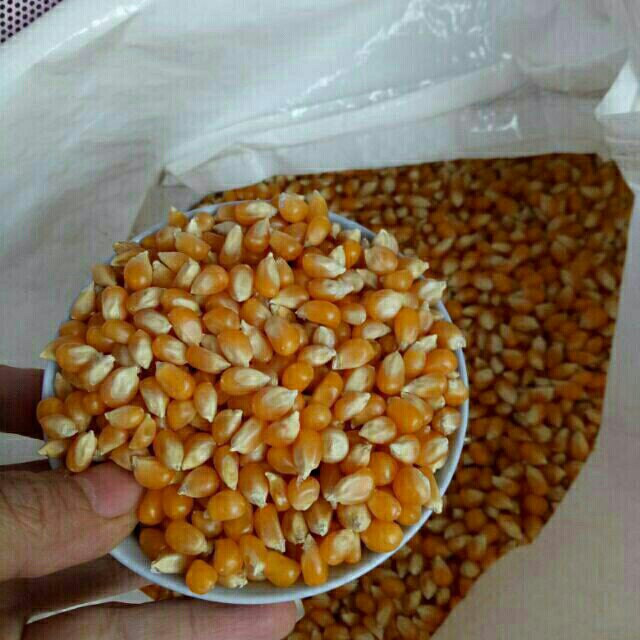 1kg ngô mỹ làm bắp rang bơ có sẵn