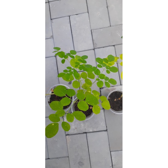 Cây Chùm ngây cao 20-30 cm