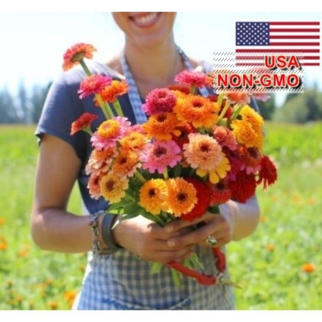 GÓI 20 Hạt Giống Hoa Cúc Lá Nhám Kép - Flan Mix (Zinnia)