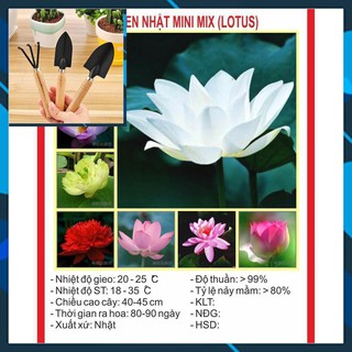 Hạt Giống Sen Mini Nhật 8 Hạt (8 Màu) TẶNG BỘ LÀM VƯƠN MINI