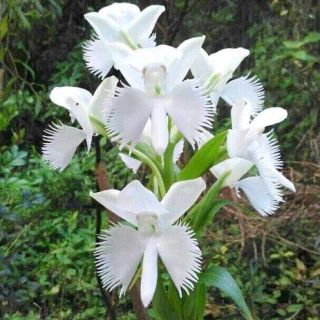 Hoa lan hài làng Bạch hạc