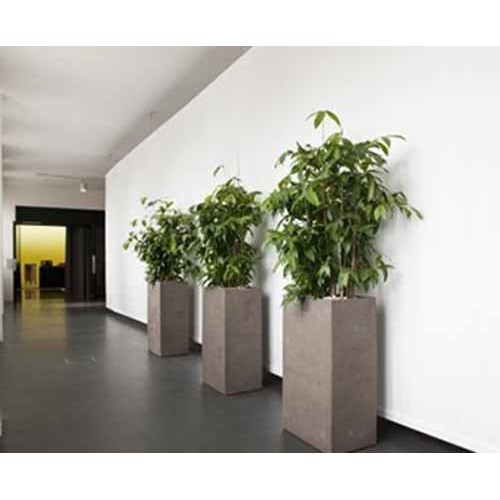 Chậu cây TRÚC NHẬT-Ý TRÍ KIÊN CƯỜNG-MANG LẠI MAY MẮN CHO GIA CHỦ