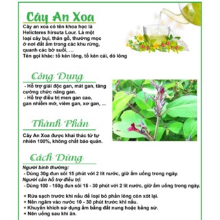 Cây An Xoa Khô - Không Lá [hỗ trợ điều trị gan]