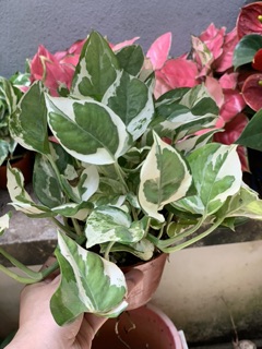 Cây trầu bà cẩm thạch