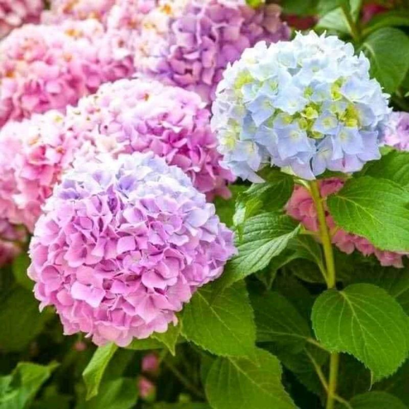 Cẩm tú cầu hàng bầu chuẩn ảnh