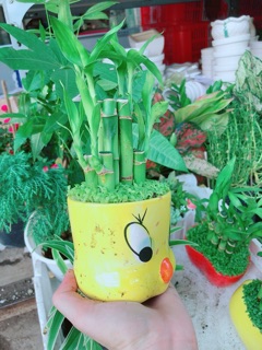Chậu trúc phát tài gà vàng