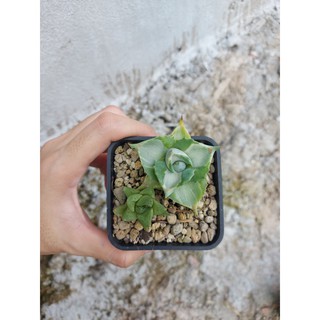 Dứa var trắng/ agave var