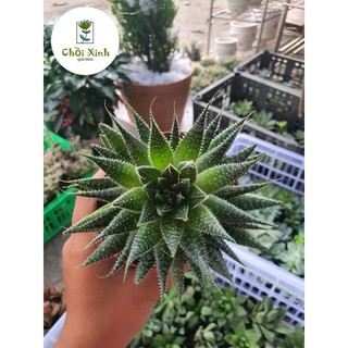 Cây Móng Rồng Pháp