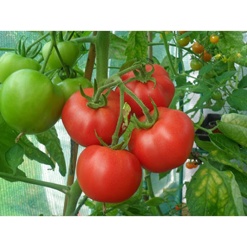 Hạt giống cà chua lai F1 0,3g