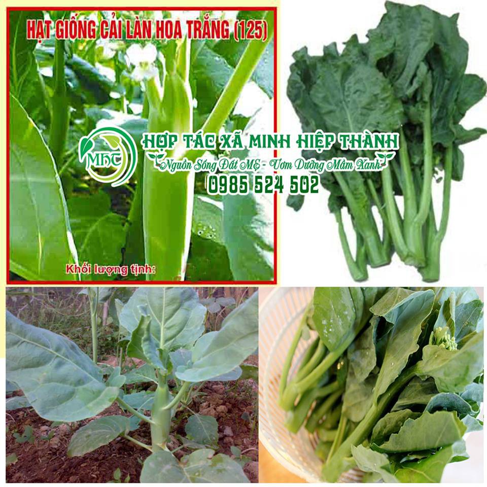 Hạt giống cải làn hoa trắng