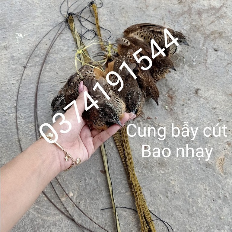 Cung bẫy chim cút siêu hiệu quả