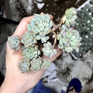 Sen đá dù hồng size vĩ 3-5cm - sen đá đà lạt giá rẻ