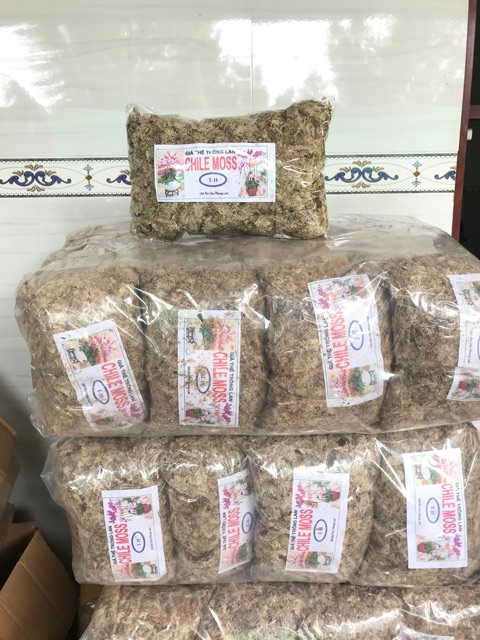 Dớn Chile 100gram ( giá thể trồng lan )