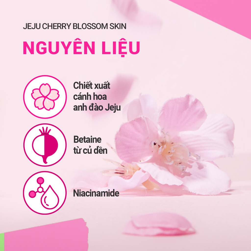 (Quà tặng) Bộ dưỡng ẩm sáng da hoa anh đào đảo Jeju innisfree Jeju Cherry Blossom Tone-up Cream Set