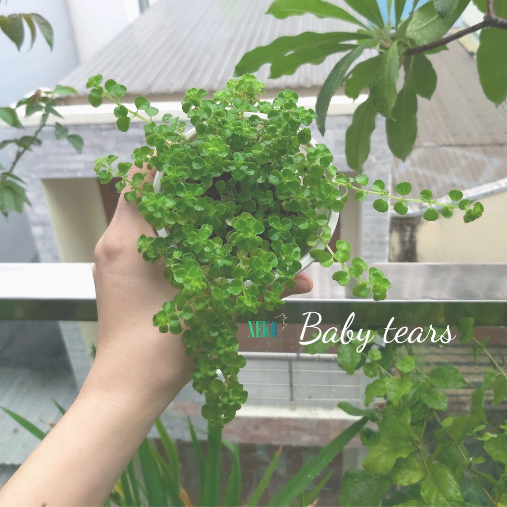 CÂY CỎ NỀN LỆ NHI