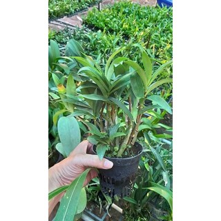 hoa lan dendro úc cây trưởng thành