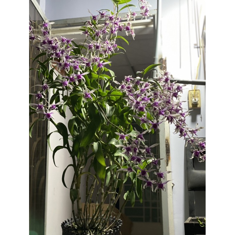 Combo kích hoa cho Lan