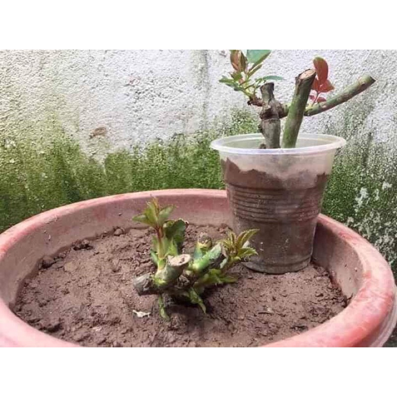 Gốc hoa Hồng ngoại rễ trần đã qua xử lý sâu bệnh