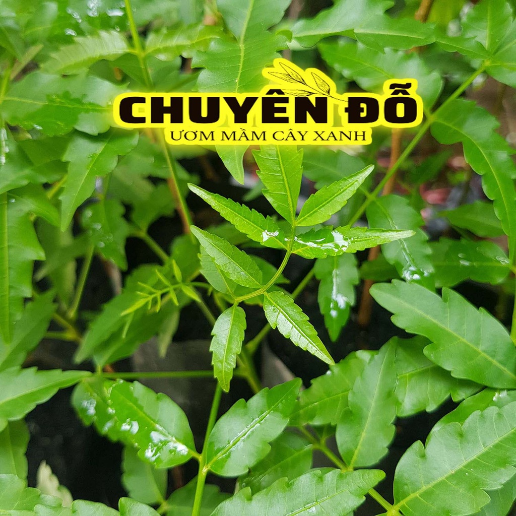 CÂY SẦU ĐÂU LÁ LÀM GỎI
