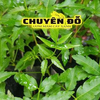 CÂY SẦU ĐÂU LÁ LÀM GỎI