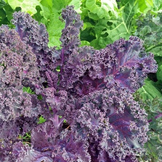 Hạt giống cải kale xanh - kale tím - kale khủng long