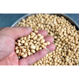 500g ĐẬU XANH LÀM GIÁ