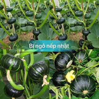 Hạt giống bí ngô nếp nhật