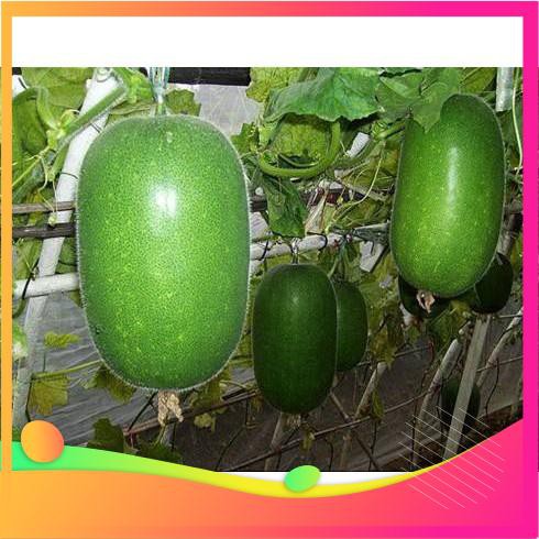 Hạt Giống Bí Xanh Đài Loan - 10 Hạt VIETGAR