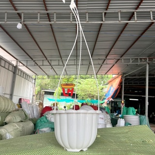 Combo 10 chậu treo bí trắng , kèm dây