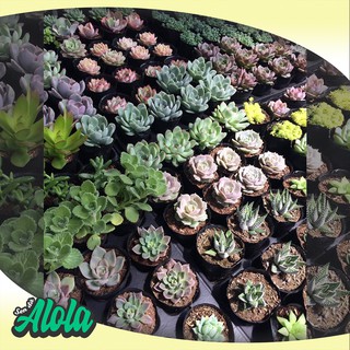 Combo 6 Sen đá ngẫu nhiên (Sen bầu 3-7 cm)