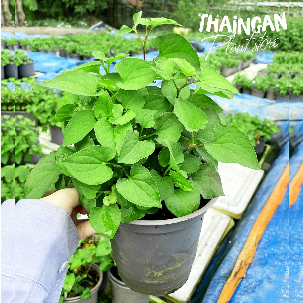 Cây Giống Diếp Cá / Giấp Cá, Rau Sạch Vườn Trồng  - Vườn Ươm Thái Ngân