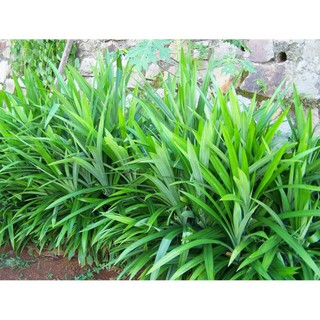 COMBO 2 CÂY LÁ NẾP (LÁ DỨA)