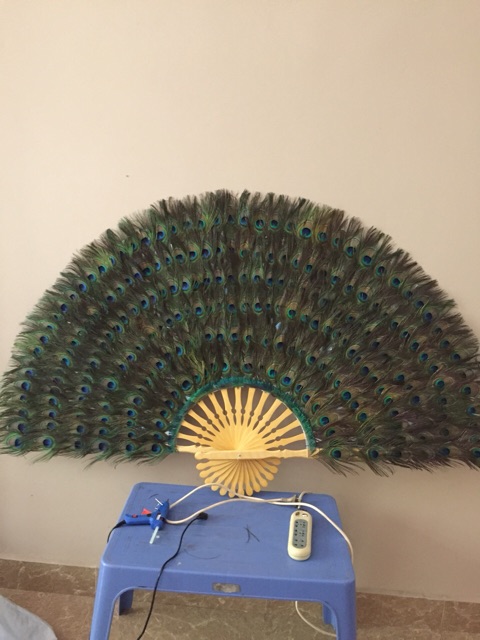 Lông công phong thuỷ 70cm tự nhiên MẮT TO | BigBuy360 - bigbuy360.vn