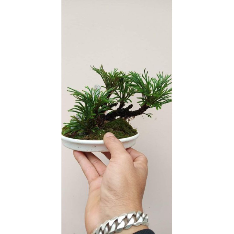 Cây bonsai trường sinh 1 cây