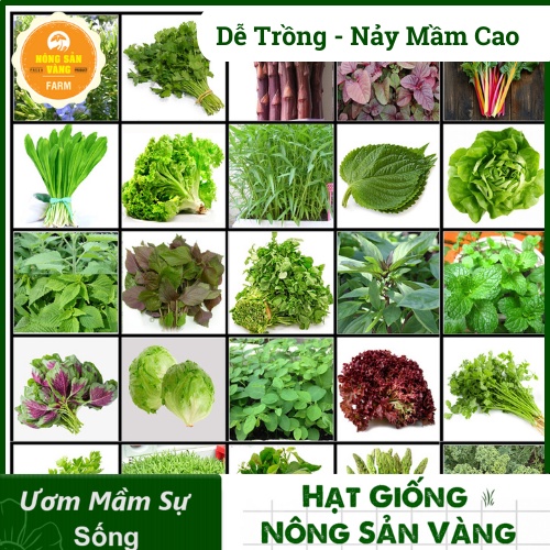 Hạt giống Rau Ăn Lá, Chịu Nhiệt, Trồng Quanh Năm, Dễ Trồng, Năng Suất Cao - Nông Sản Vàng