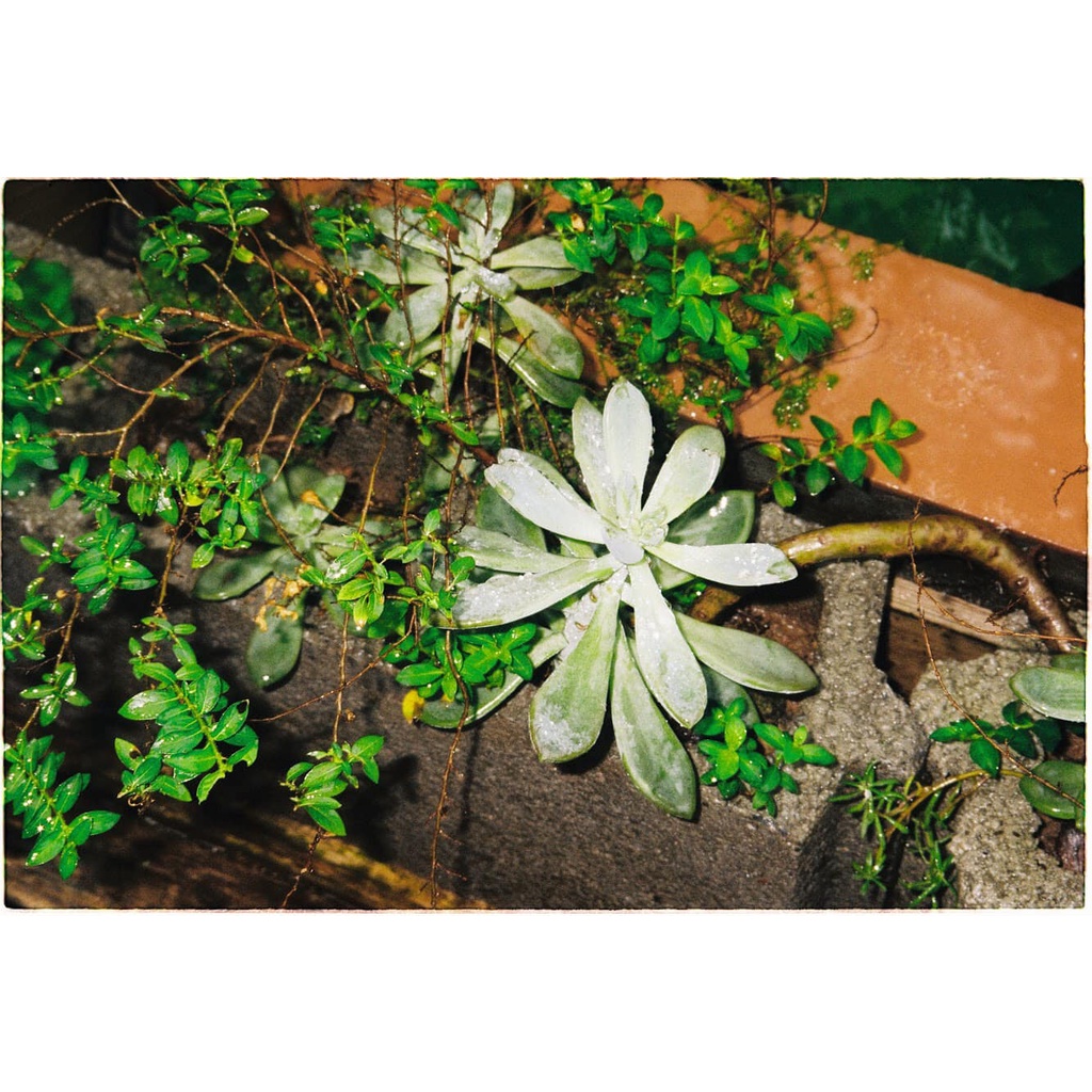 Máy ảnh film Pentax Espio 80