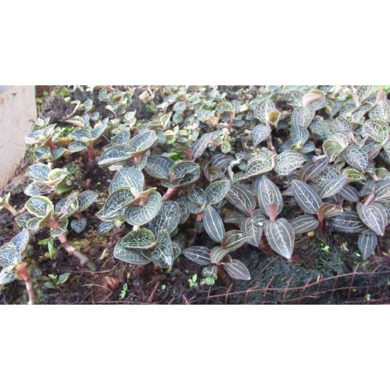 LAN KIM TUYẾN HÀNG TRỒNG 100GR