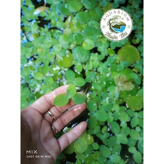 Bèo tai tượng - Bèo cái - Bèo thủy sinh