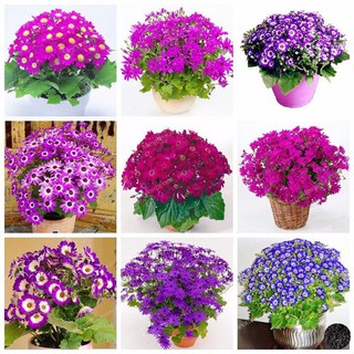 Hạt giống hoa cúc lọ lem MIX nhiều màu xuất xứ Đức - 5 hạt