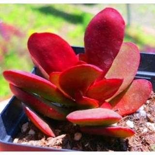 Cây sen đá bụi đỏ (hiện tại xanh)