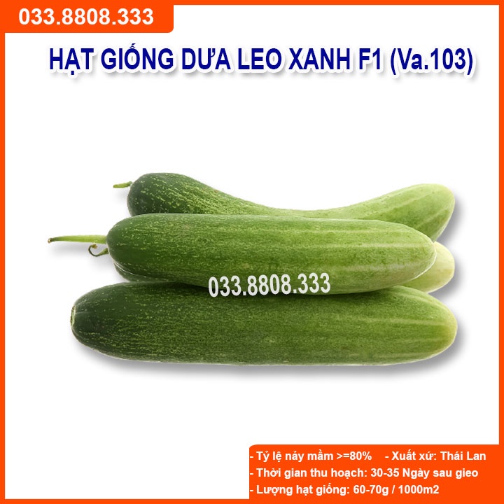 Hạt giống Dưa Leo Xanh F1 (VA.103) Chịu Nhiệt 1gram - Dưa Trồng Quanh Năm