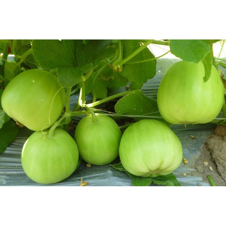 Hạt Giống Dưa Lê Lam Ngọc siêu ngọt