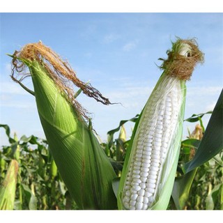 [Hạt Giống] Rạng Đông Bắp Nếp Dẻo Rado 936 (1 Gói/10g)