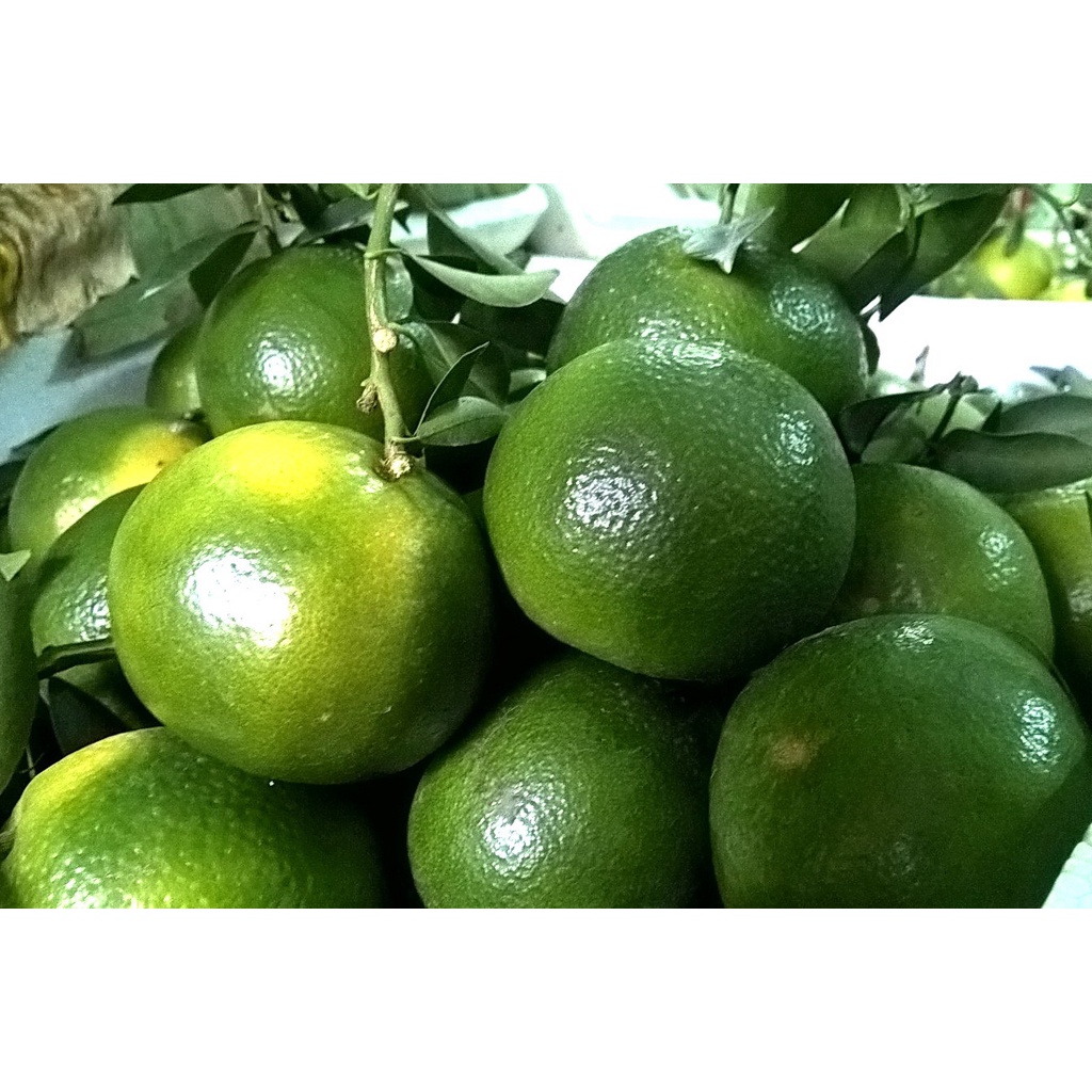 Cây giống Quýt Đường Da Xanh siêu sớm.