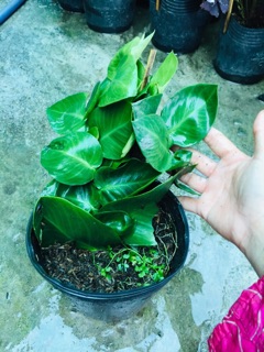 CÂY THẰN LẰN LEO TƯỜNG
