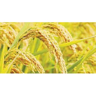 Phân bón lá ABIO-N 33-11-11+TE Phun lá tốt - Xịt lá mê - Siêu vọt đọt