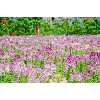 Hạt Giống Hoa Hồng Ri ( Túy Điệp )