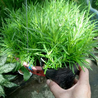 Cây tùng mây.hình cuối